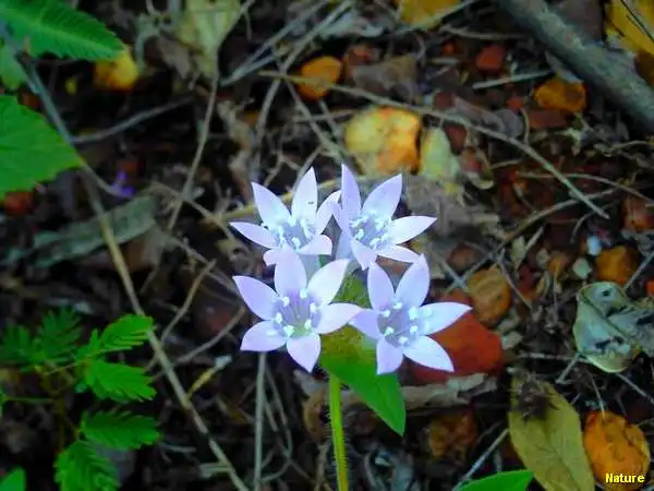 Flora Nordestina - Flores Silvestres da Caatinga