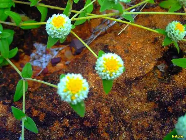 Flora Nordestina - Flores Silvestres da Caatinga