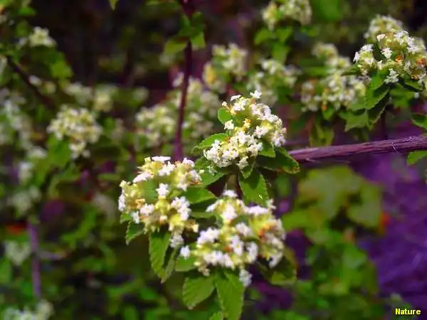 Flora Nordestina - Flores Silvestres da Caatinga