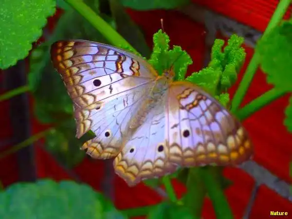 Flora Nordestina - Flores Silvestres da Caatinga
