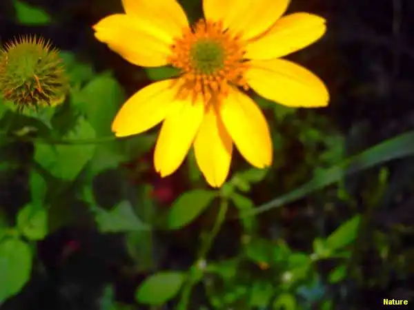 Flora Nordestina - Flores Silvestres da Caatinga
