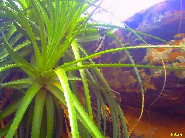 Flora Nordestina - Flores Silvestres da Caatinga