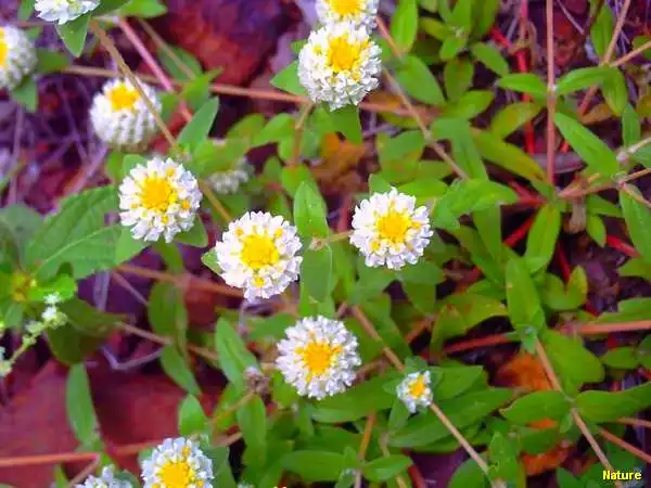 Flora Nordestina - Flores Silvestres da Caatinga