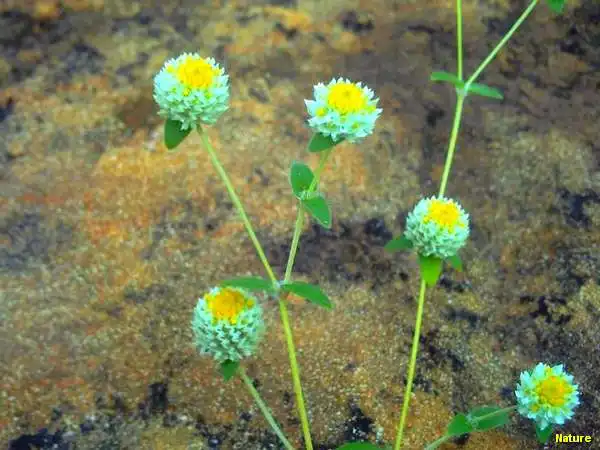 Flora Nordestina - Flores Silvestres da Caatinga