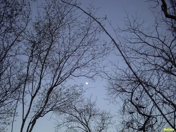 Flora Nordestina - Flores Silvestres da Caatinga