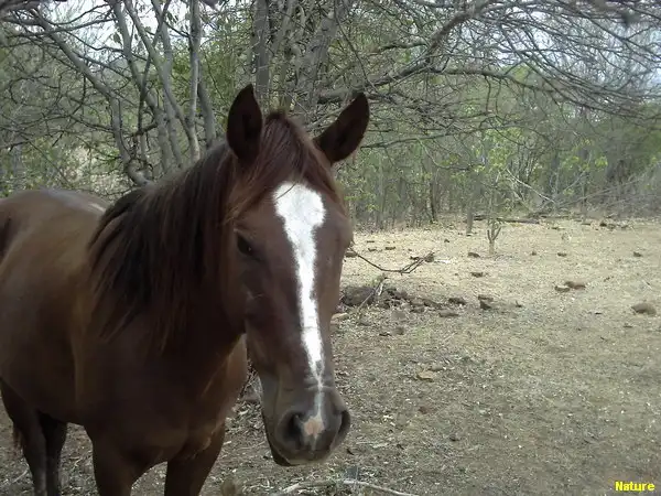 Mata da Caatinga - Flora Nordestina
