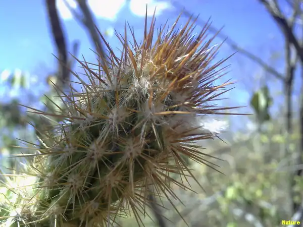 Mata da Caatinga - Flora Nordestina