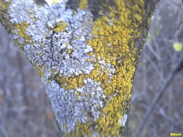 Mata da Caatinga - Flora Nordestina