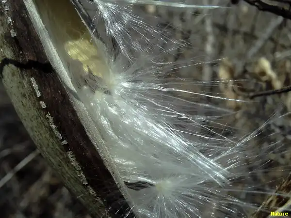 Mata da Caatinga - Flora Nordestina