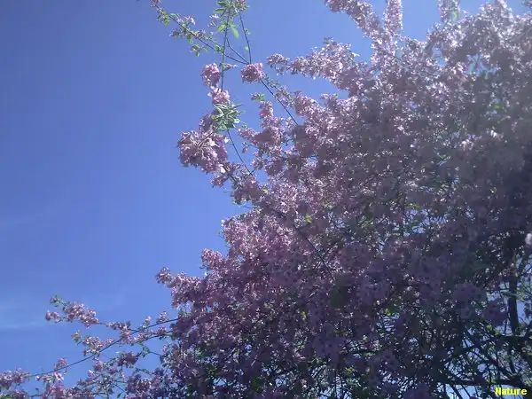 Mata da Caatinga - Flora Nordestina