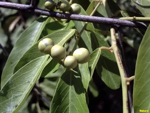 Mata da Caatinga - Flora Nordestina