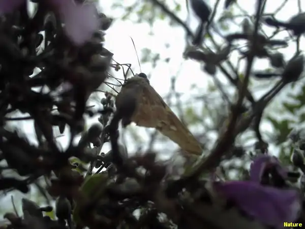 Mata da Caatinga - Flora Nordestina