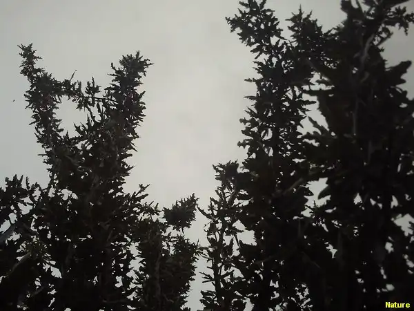 Mata da Caatinga - Flora Nordestina